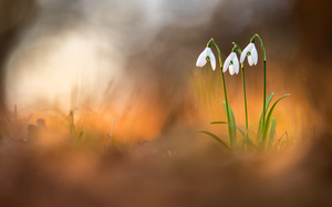Drei Grazien im Abendlicht