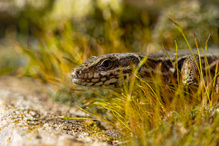 Die Sonne bringt sie an den Tag