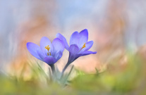 Blüten, Licht, Wald und Sonne ...,