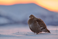 unverschämt seltenes Glück