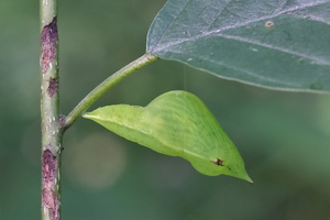 Zitronenfalter-Puppe