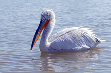 Krauskopfpelikan ....