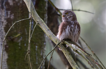 Rufender Sperlingskauz