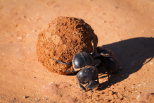 Alles für den Nachwuchs