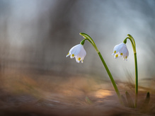 ... die schönste Jahreszeit
