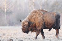 Wisentbulle in Polen