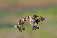 Sehr früh dieses Jahr