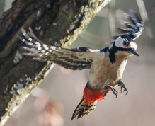Specht als Greifvogel