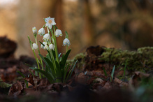 Bei den Märzenbechern