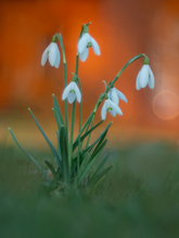Schneeglöckchen ...
