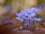 Frühlingsgeflüster