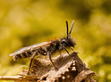 Fast in jedem Garten zu entdecken!