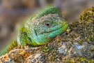 Smaragdeidechse