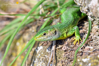 Bei herrlichem Sonnenschein ...