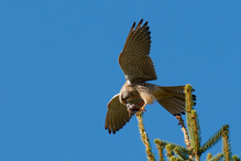 Frühstück in der Sonne