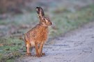 Gestriger Hase