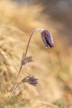 Die ersten  Kuhschelle