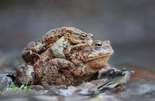 Elefantenrennen 2026...