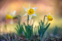 Wilde Eifelnarzissen (Altglas)