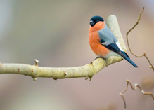 Bin ich nicht schön?