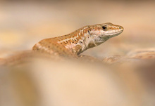 Spanische Eidechse entspannt...