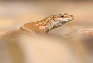 Spanische Eidechse entspannt...