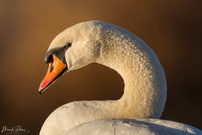 Schau mir in die Augen, Kleines