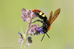 Gelbstirnige Dolchwespe