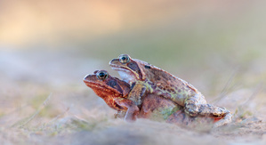 In den schönsten Farben ....