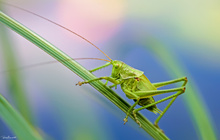 Großes grünes Heupferd....