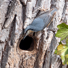 Der Kleiber hat eine Nisthöhle gefunden.