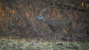 "...Zeitung lesen..."