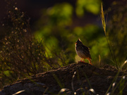 Thekla Lerche  (Galerida theklae)