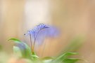 Scilla im Auwald