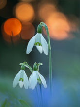 Schneeglöckchen ...