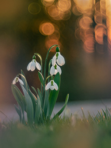 Schneeglöckchen ...