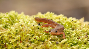 Teichmolch-Dame auf dem Weg zum Laichgewässer