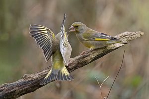 Meinungsverschiedenheiten
