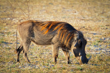 Phacochoerus africanus