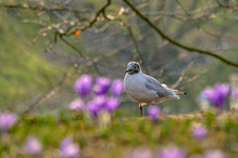 Möwe auf Krokusswiese