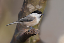 Sumpfmeise  detalliert