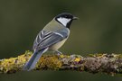 Kohlmeise, Parus Major