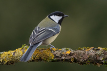 Kohlmeise, Parus Major