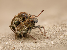 Die Füße haften besser als beim Gecko!