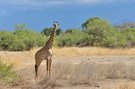 Massai-Giraffe