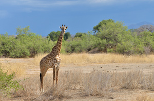 Massai-Giraffe
