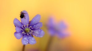 Vorsicht: die Zecken sind wieder aktiv...