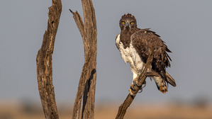 der hat mich im Visier....