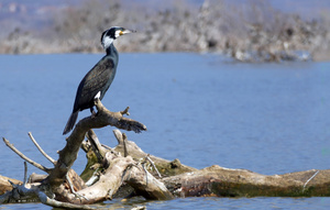 ... diese blaugrünen Augen ...