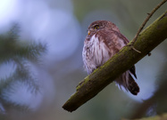 Heute abend im Sperlingskauz-Revier